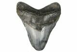 Fossil Megalodon Tooth - Feeding Worn Tip #180945-1